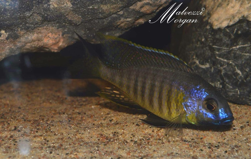 Lethrinops sp. 'auritus lion' Lion's Cove